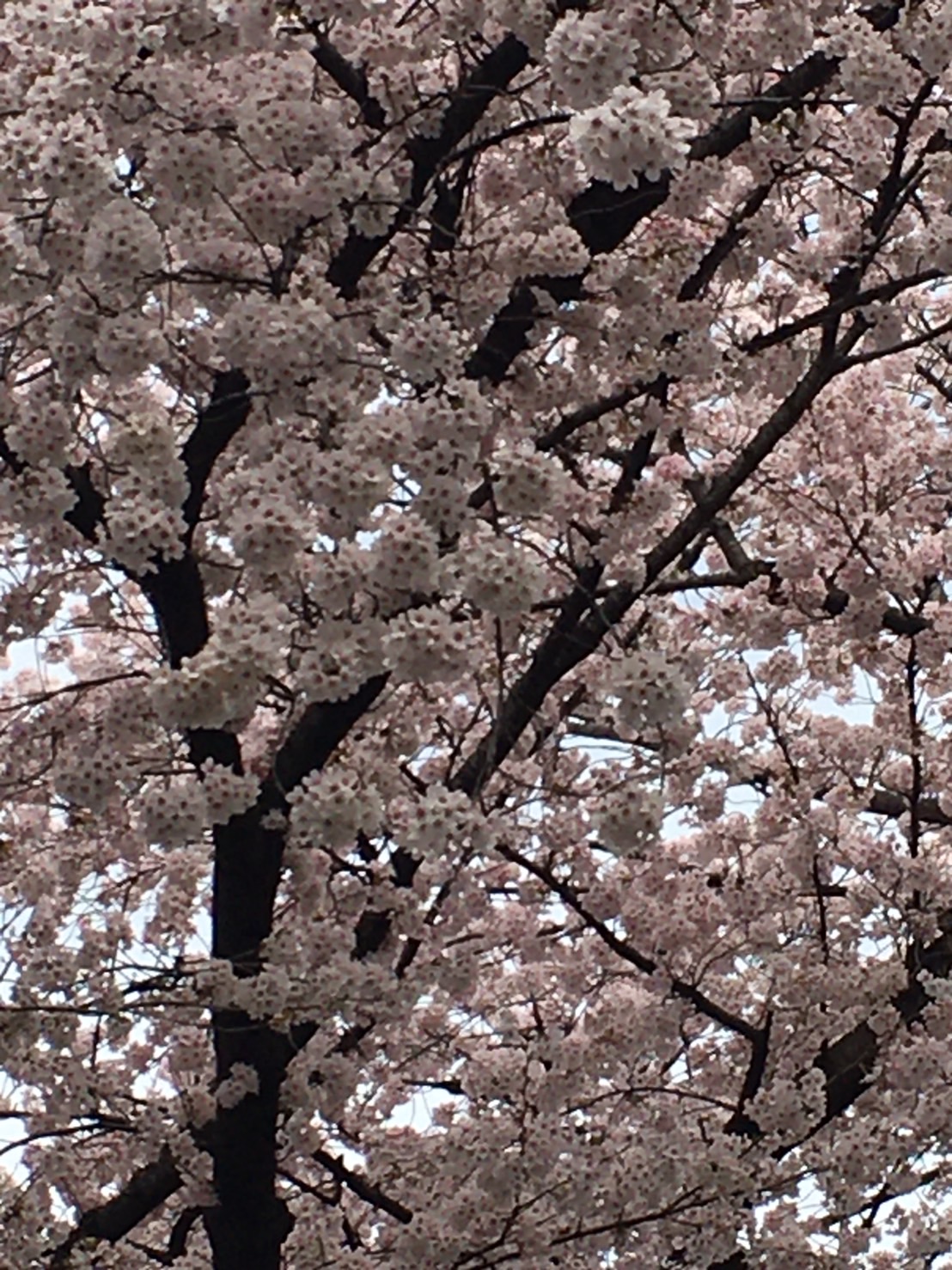 今年の桜