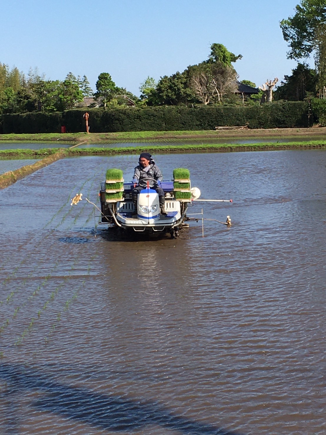 田植え